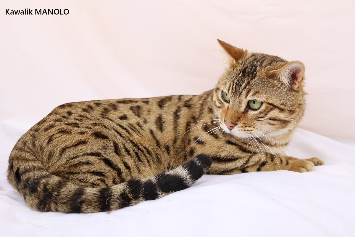 bengal adulte disponible